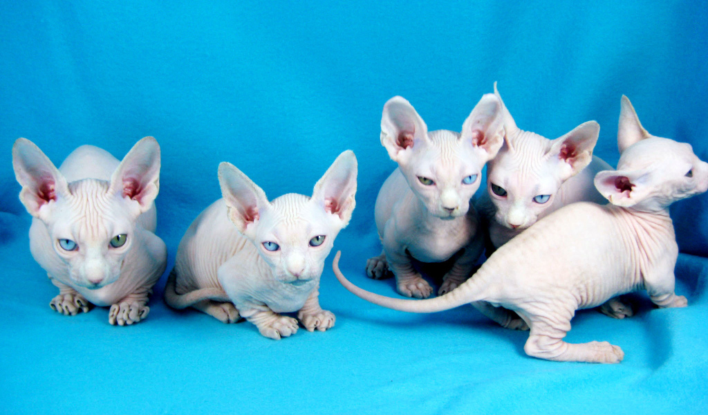 Белые котята минскин