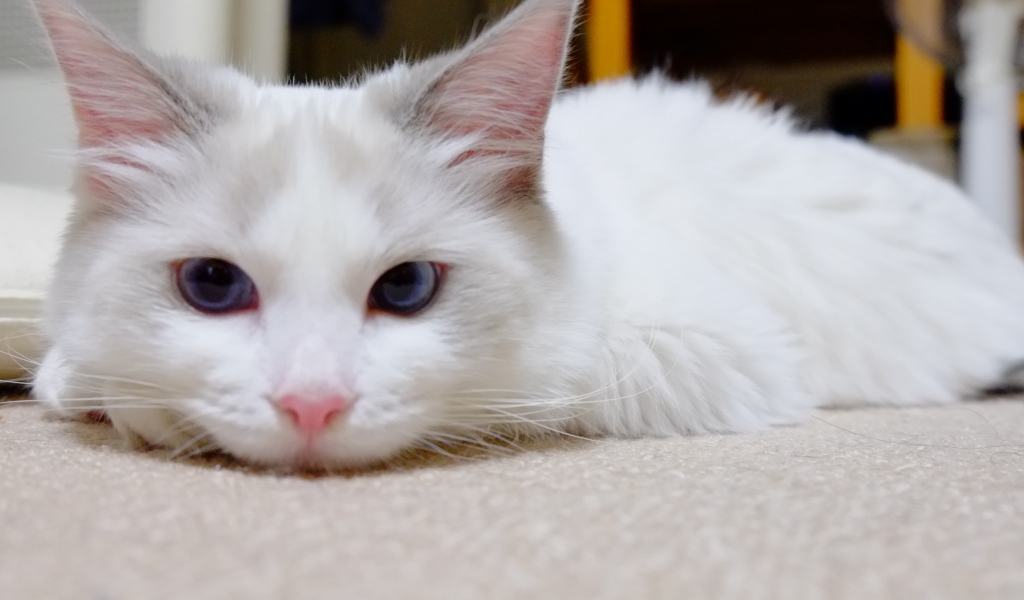 Белый рэгдолл на полу