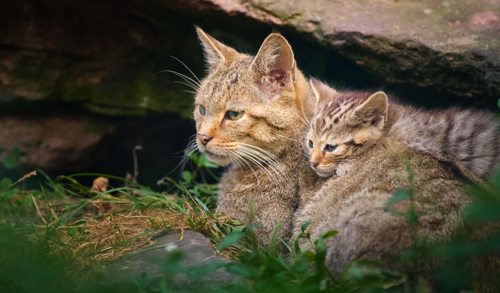 Дикая кошка с котенком