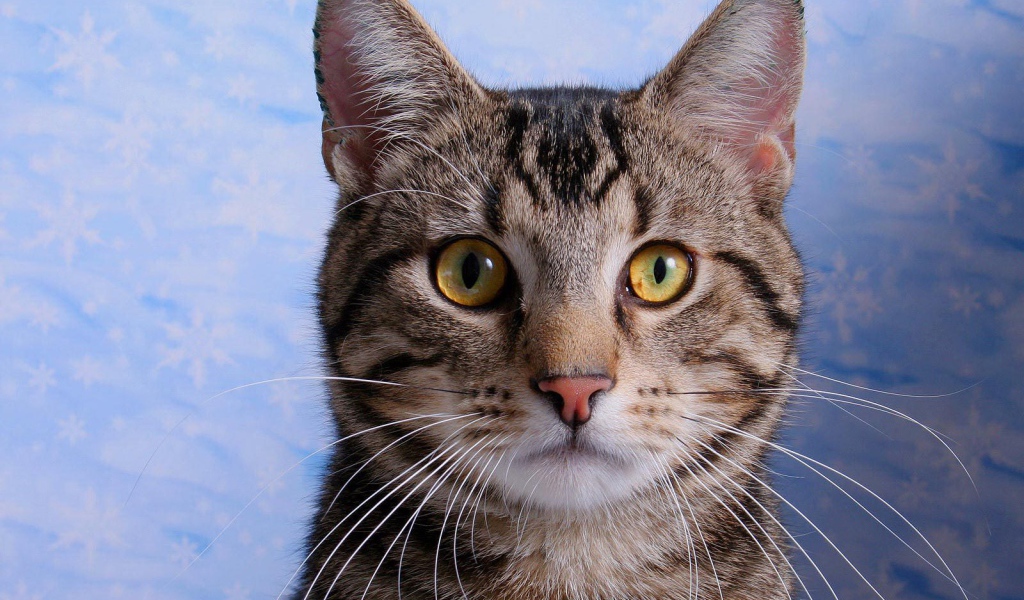 Желтоглазая американская короткошерстная кошка