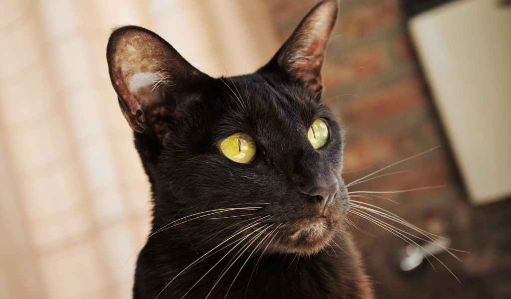 Желтоглазая ориентальная короткошерстная кошка