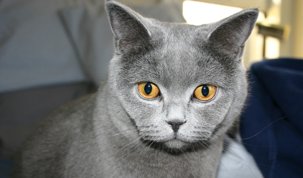 Желтоглазая русская голубая кошка