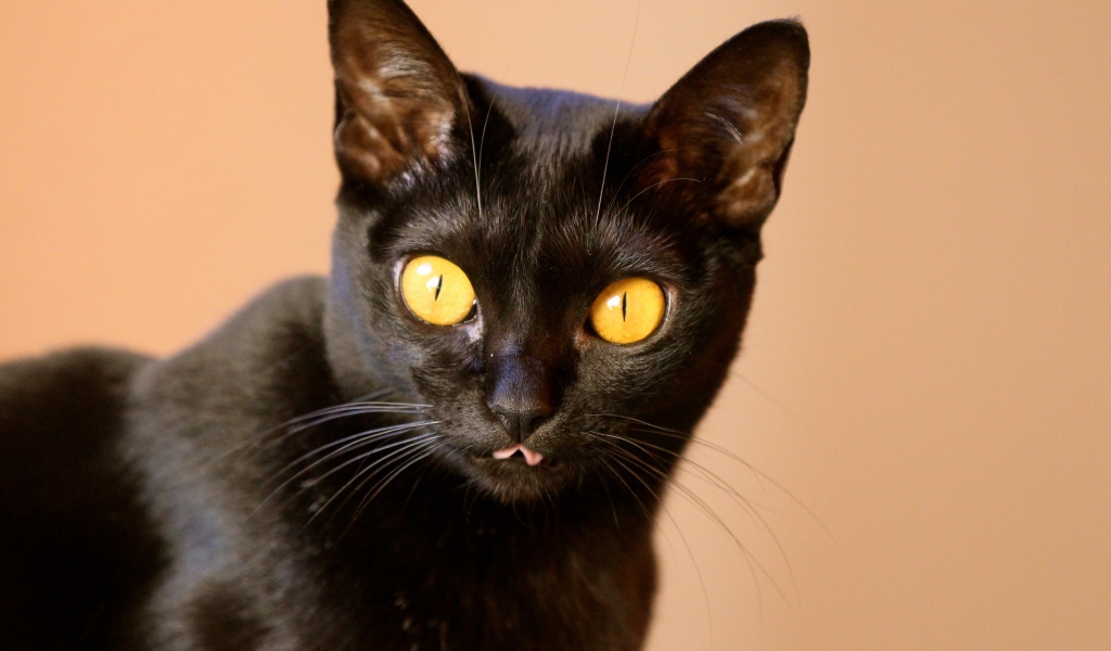 Желтые глаза у бомбейской кошки