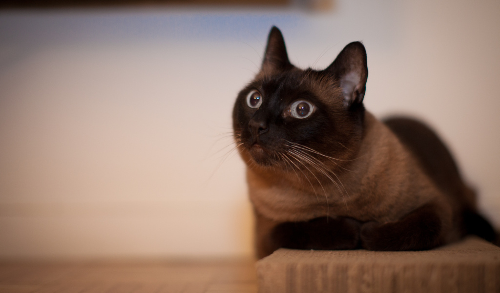 Йоркская шоколадная кошка