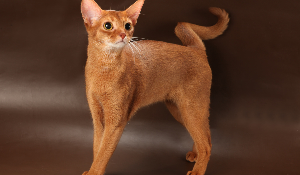 Молодая абиссинская кошка