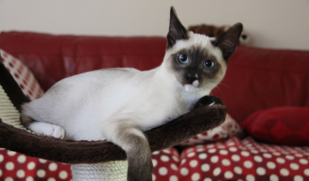 Молодой кот сноу-шу