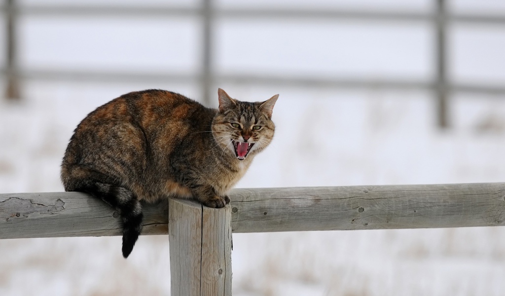 Кот сидит на заборе