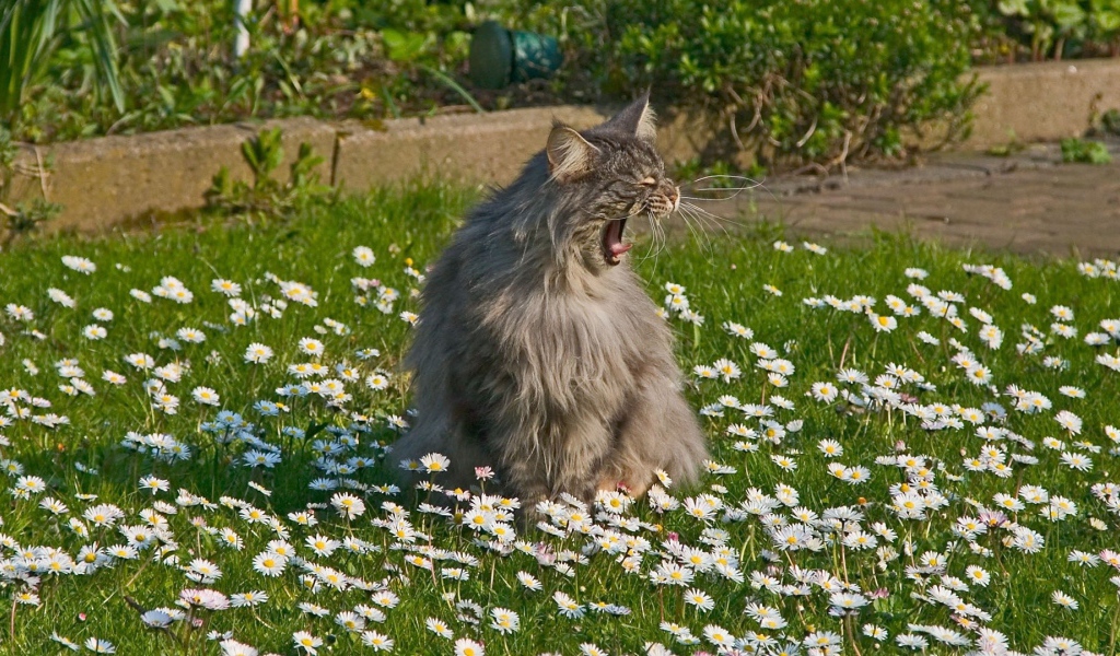 Кот зовет свою подругу