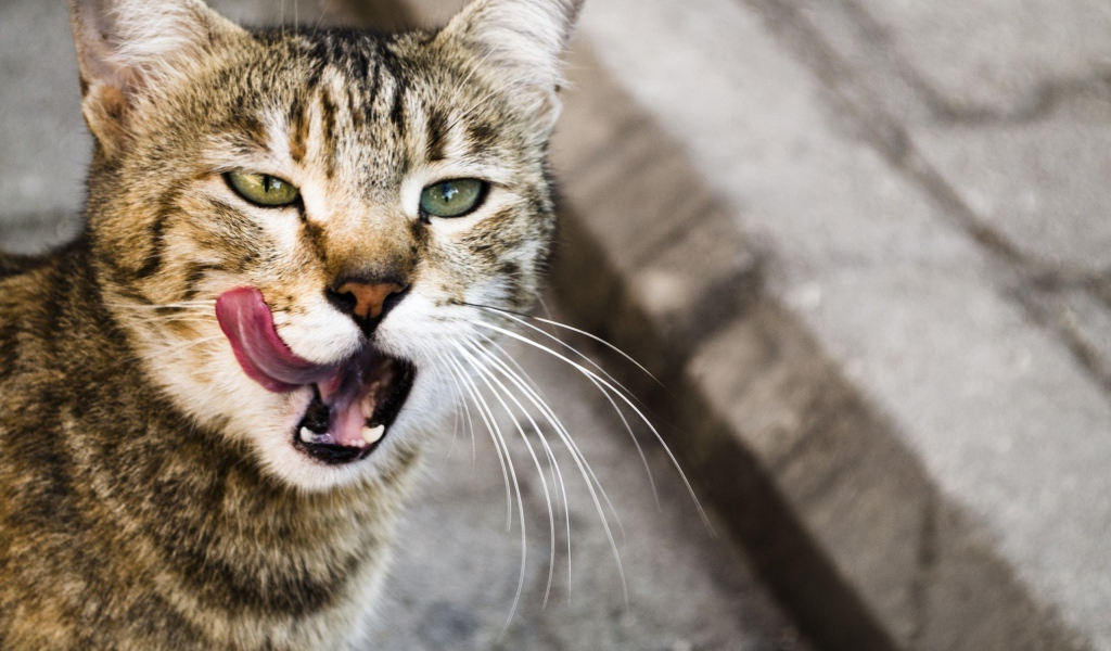 Кот облизывается