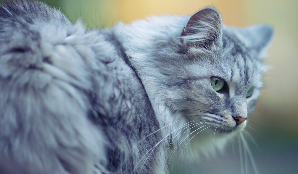 Голубой кот