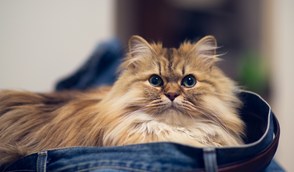 	  Cat in jeans