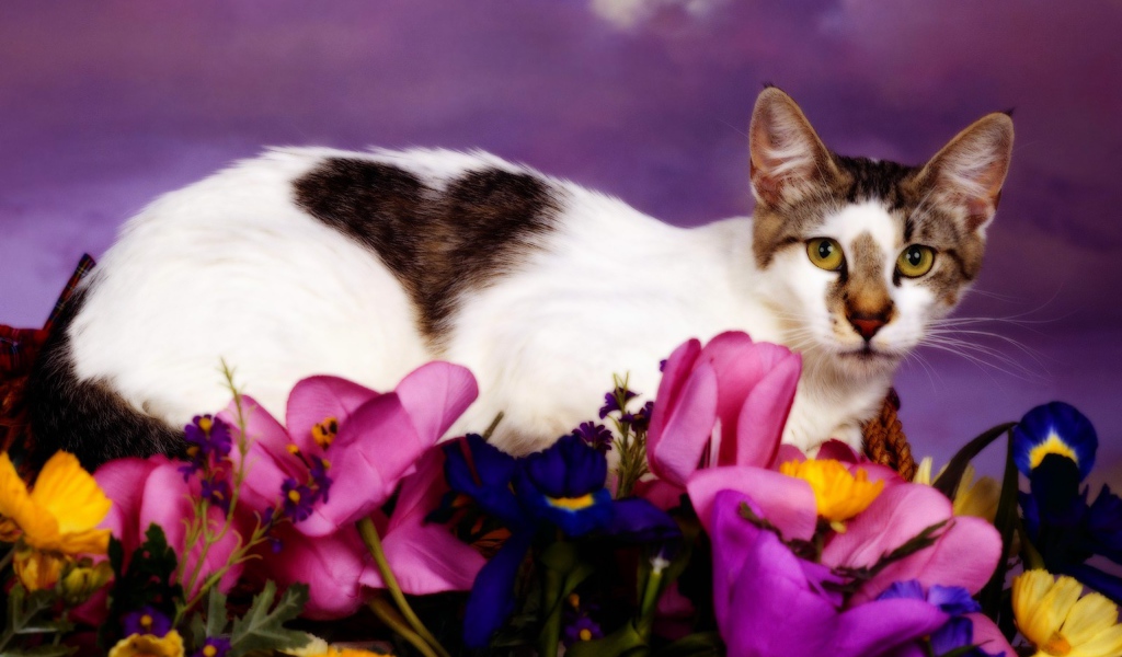 Кошка с сердечком