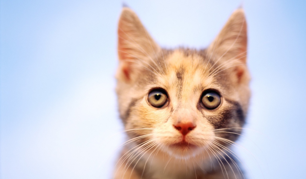 Пристальный Взгляд кошки