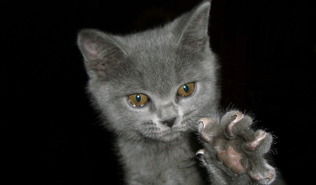 Котенок выпустил когти