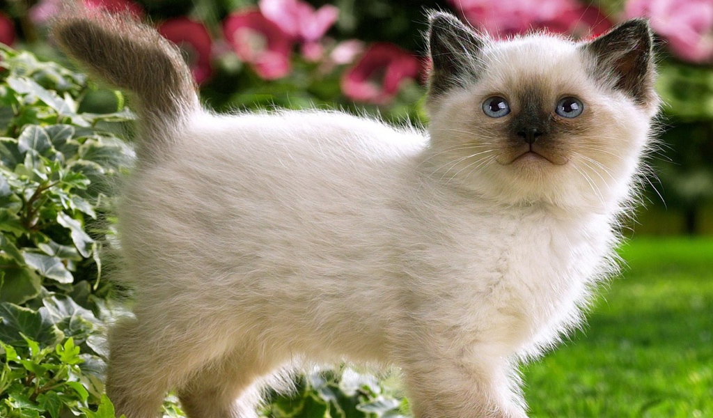 Котенок с черным носом