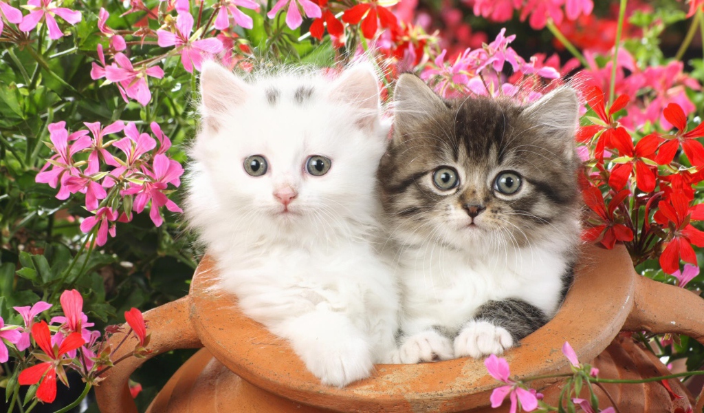 Котята в глинянном кувшине