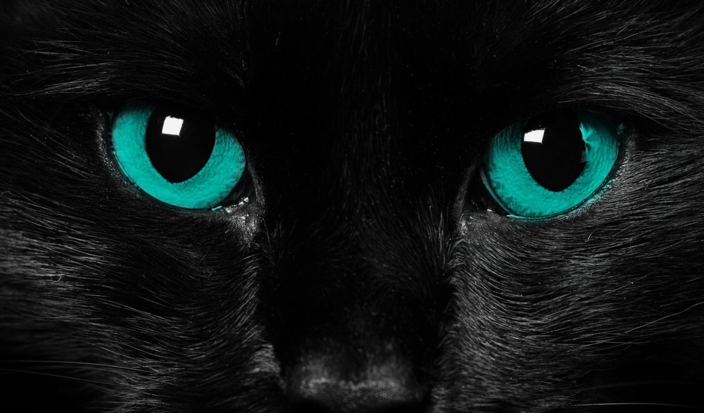 Взгляд черного кота