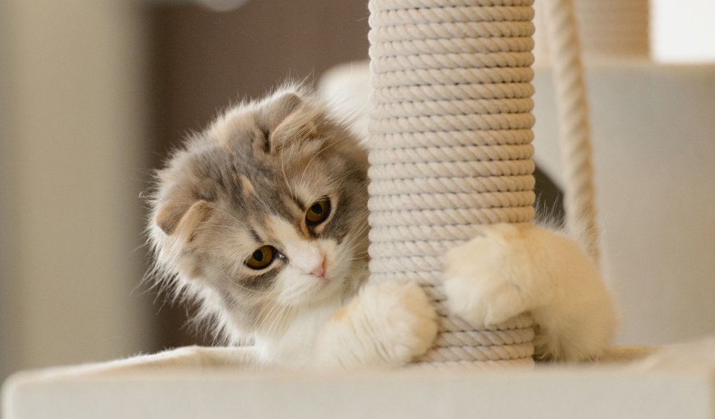 Игривый котенок