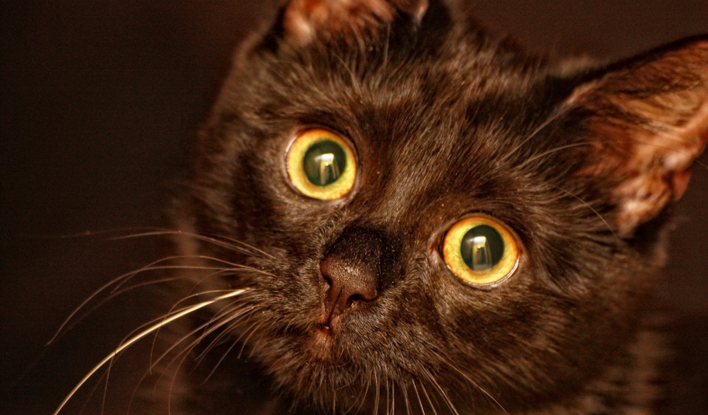 Круглые глаза у кота