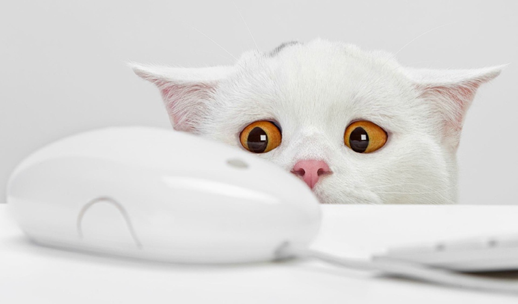Белый котенок и компьютерная мышь