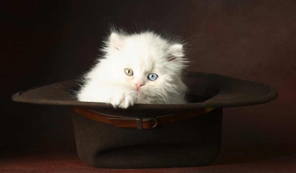 Белый котенок в шляпе