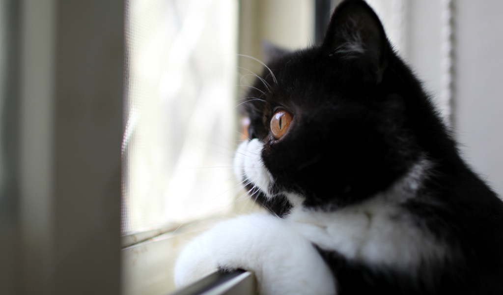 Кот смотрит в окно