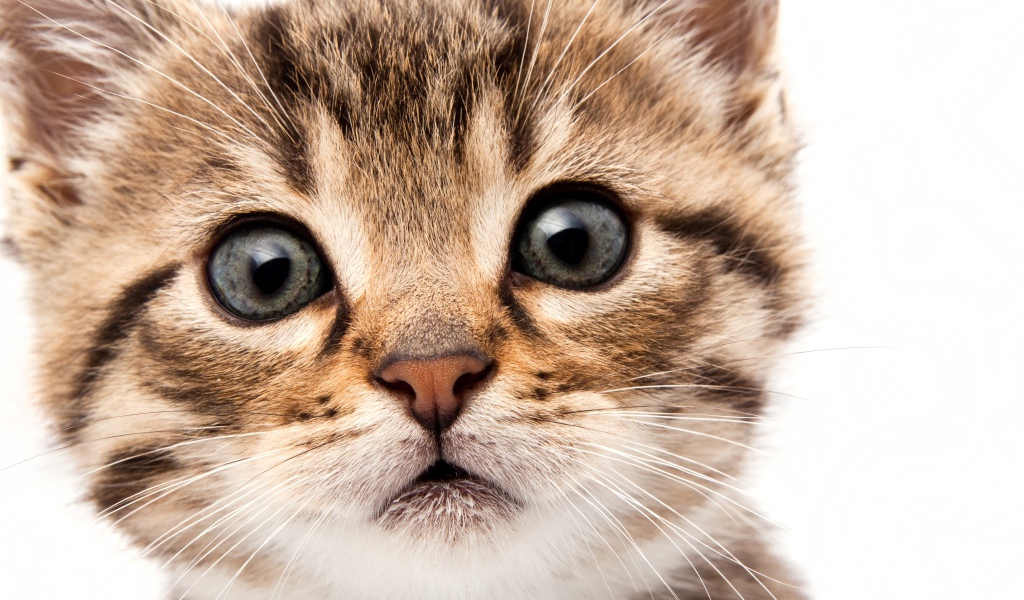 Удивленный взгляд котенка