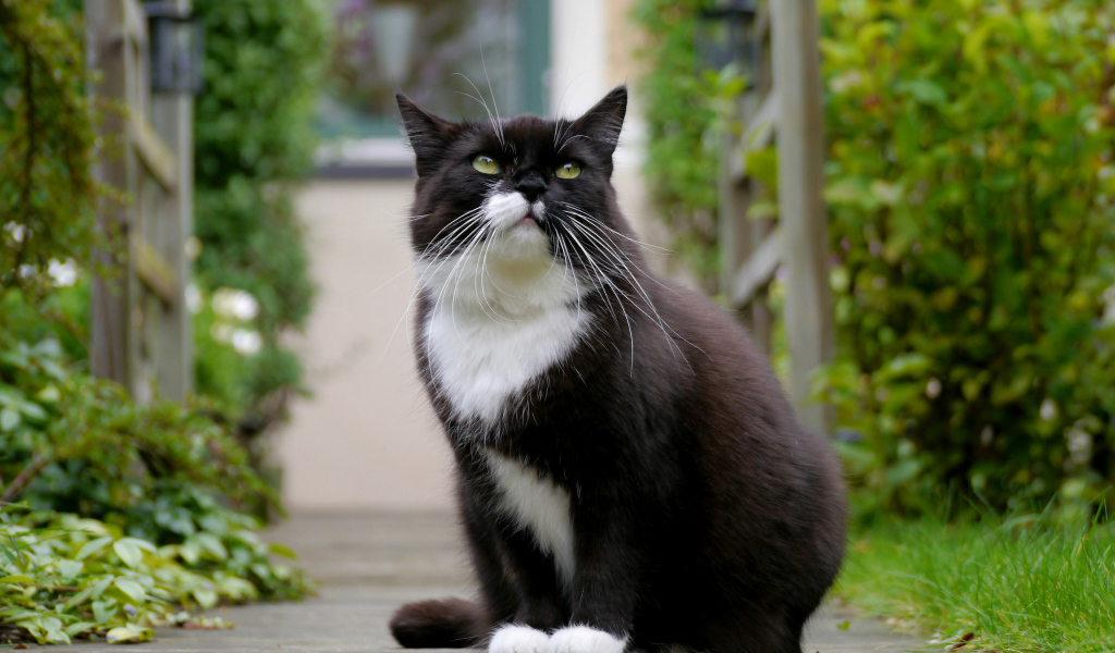 Черно белый кот