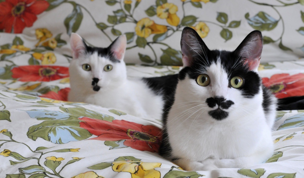 Черно белые кошки