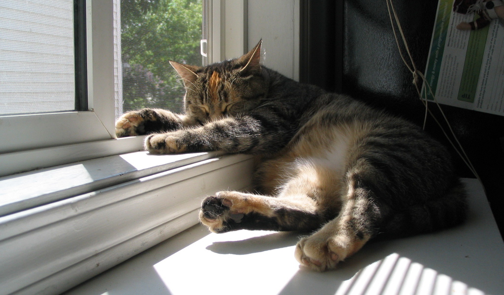 Кот спит у окна