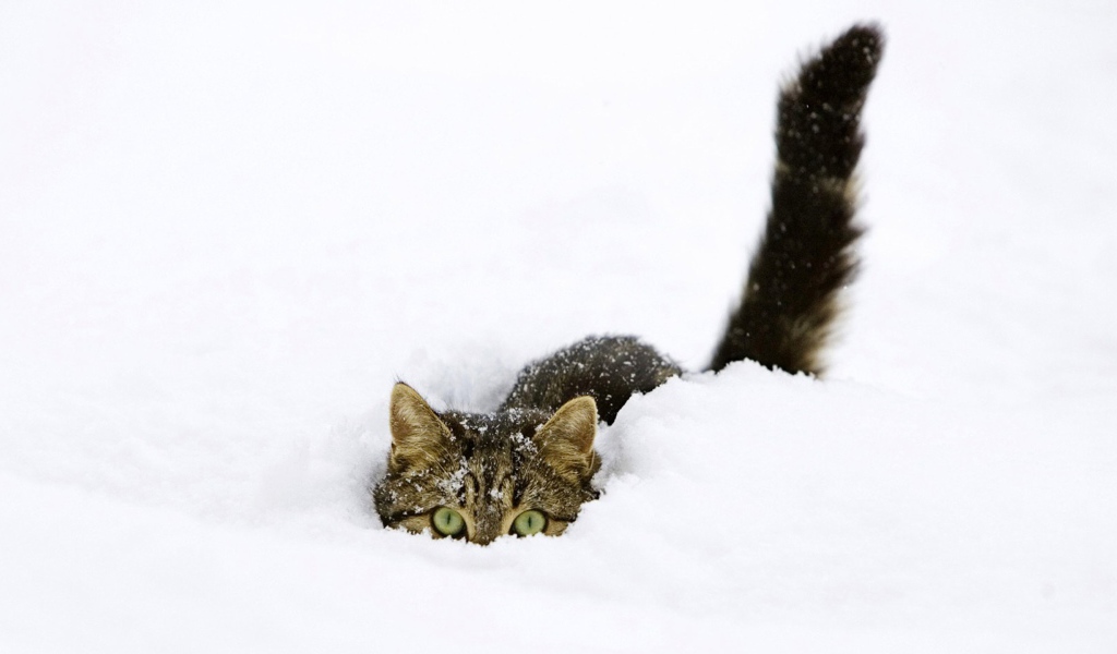 Кот прячется в снегу
