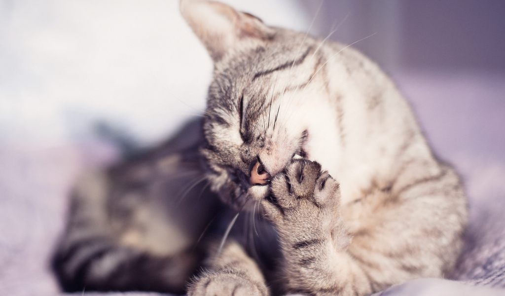 Кошка лижет лапу