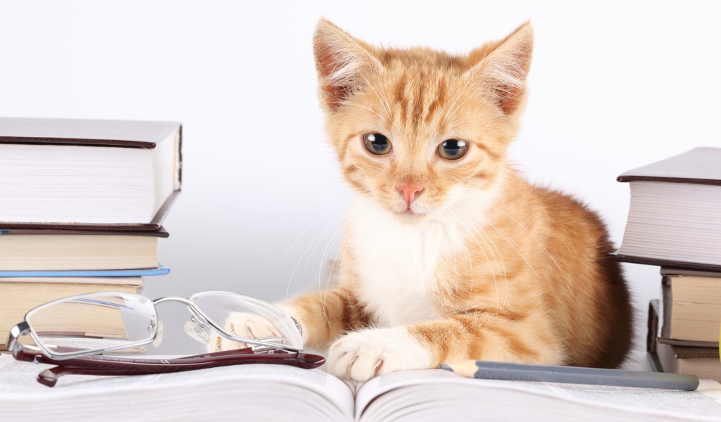 Кошка лежит около книг