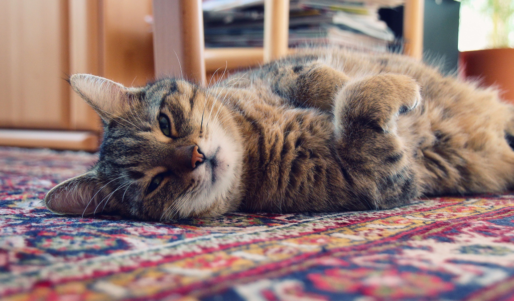 Кошка лежит на ковре