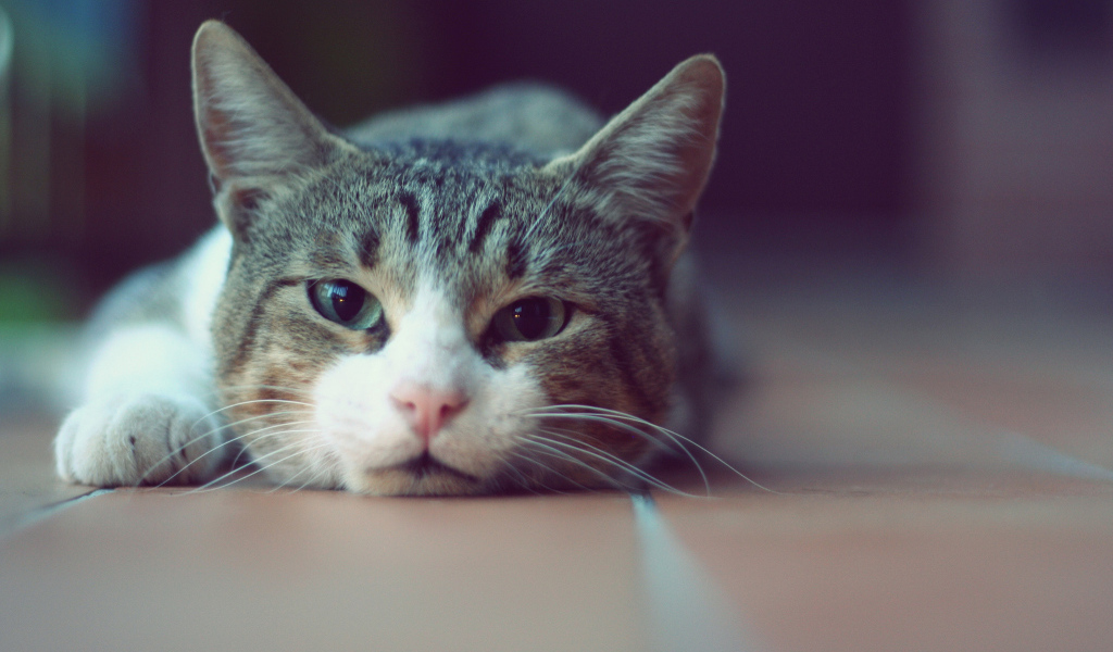 Кошка лежит на полу