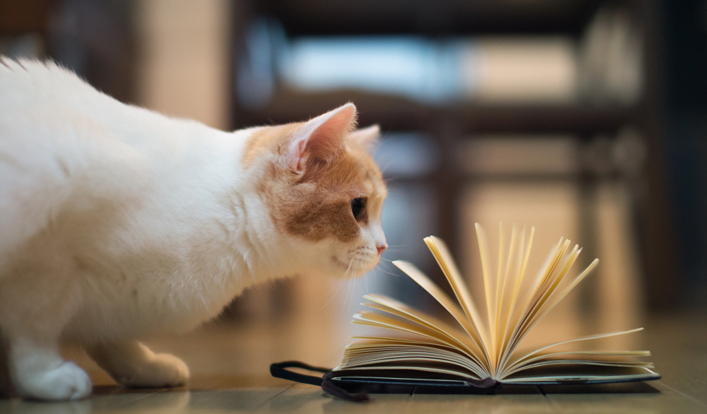 Кошка играет книгой