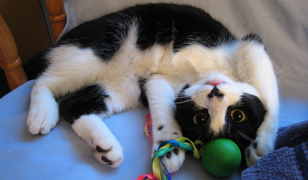 Кот играет с игрушкой