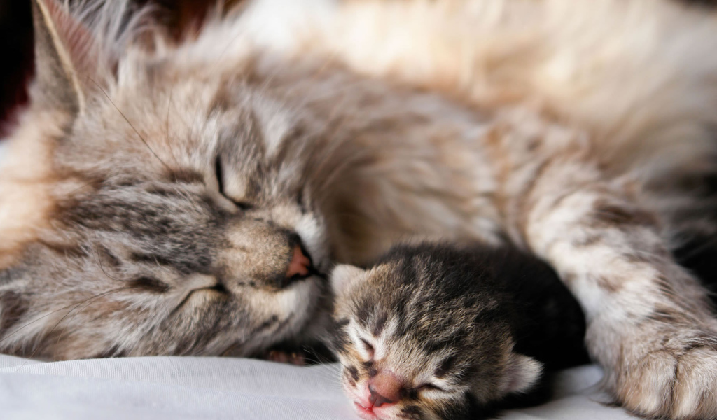 Кошка с котенком спят