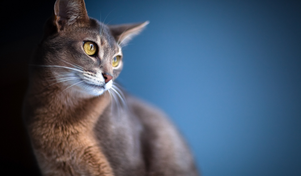 Кошка с большими ушами