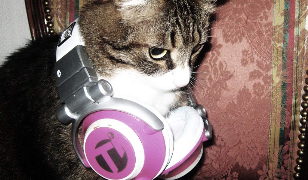 Кот с наушниками