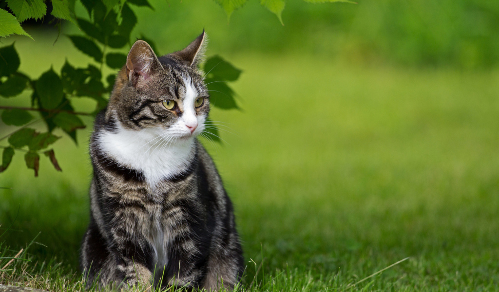 Кот с белой грудкой