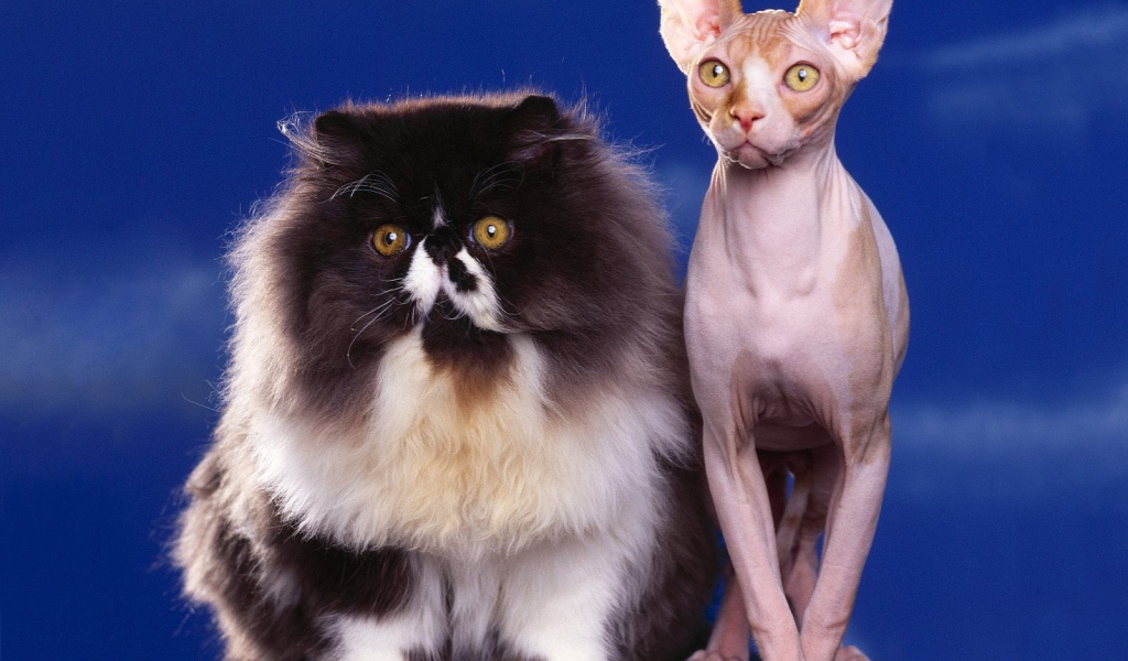 Пушистый и голый кот