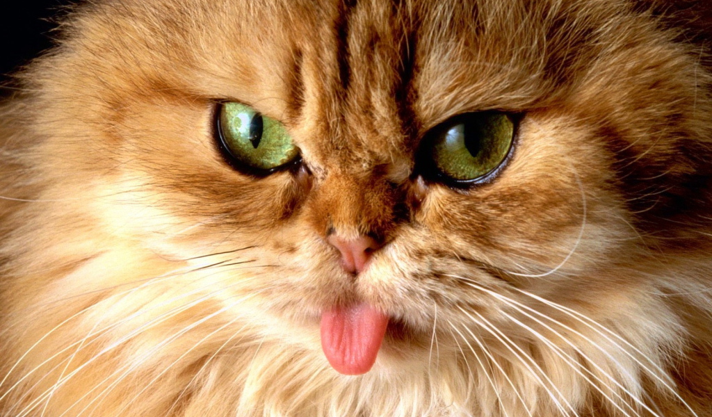 Пушистый кот показал язык