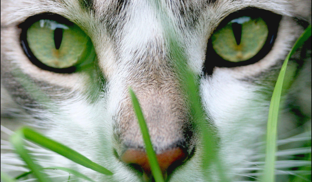 Зеленые глаза и зеленая трава