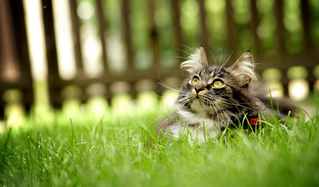 Серый кот лежит на траве