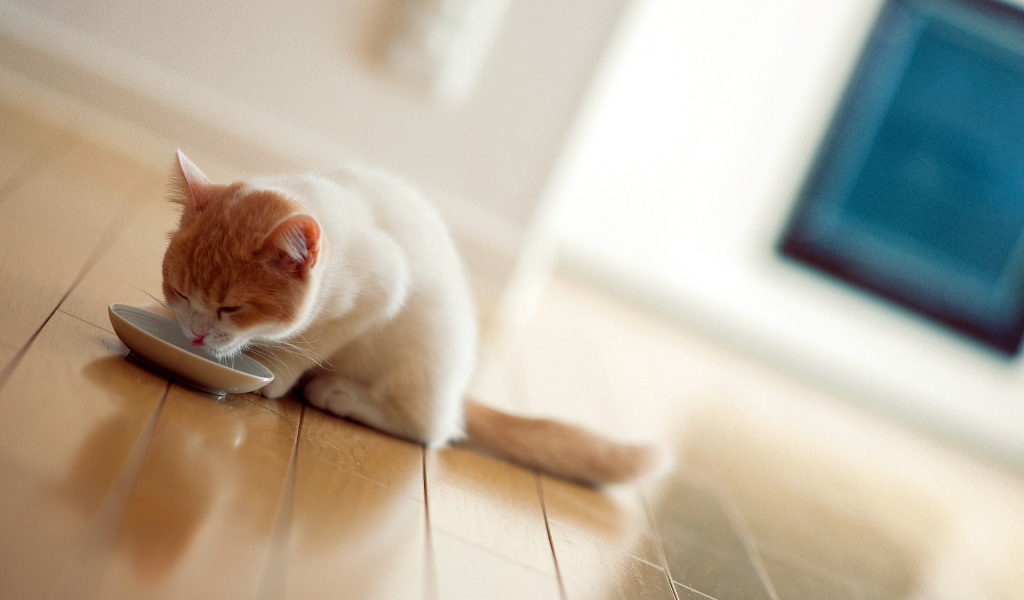 Котенок пьет молоко