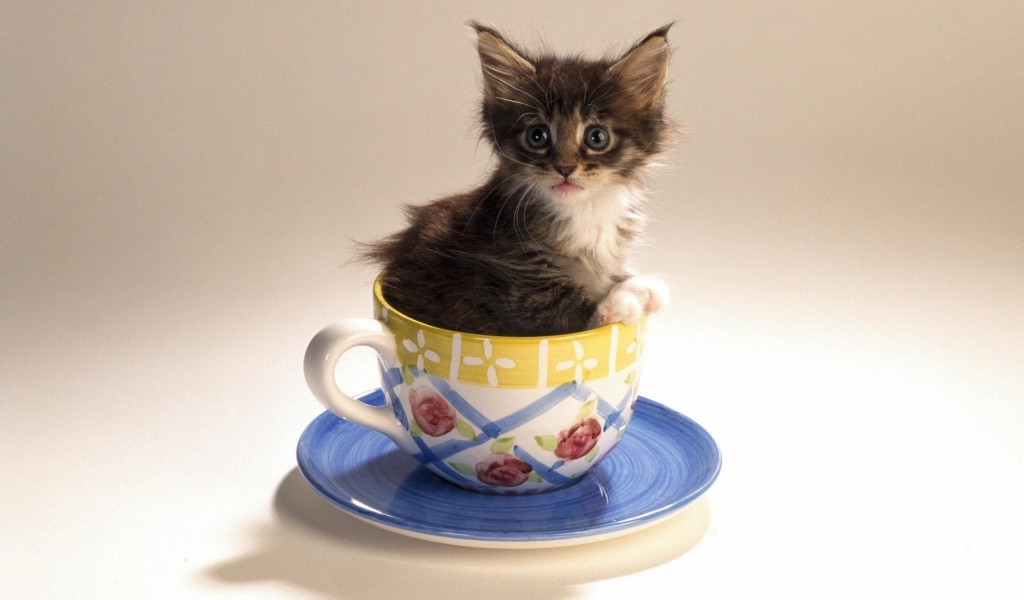 Котенок в чайной чашке