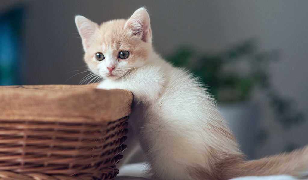 Котенок у корзины