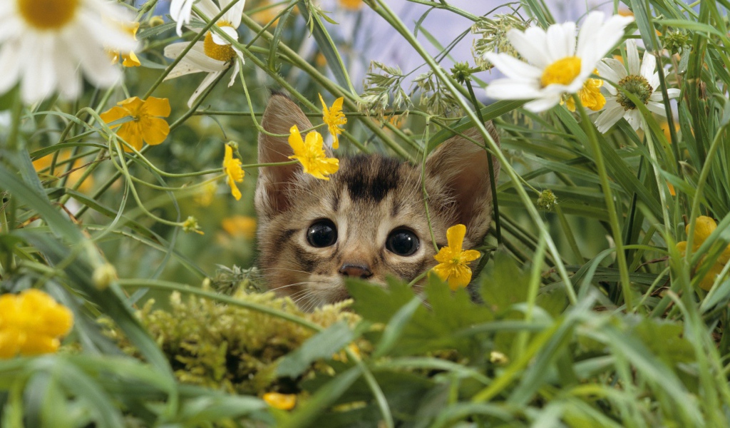 Котенок выглядывает из цветов