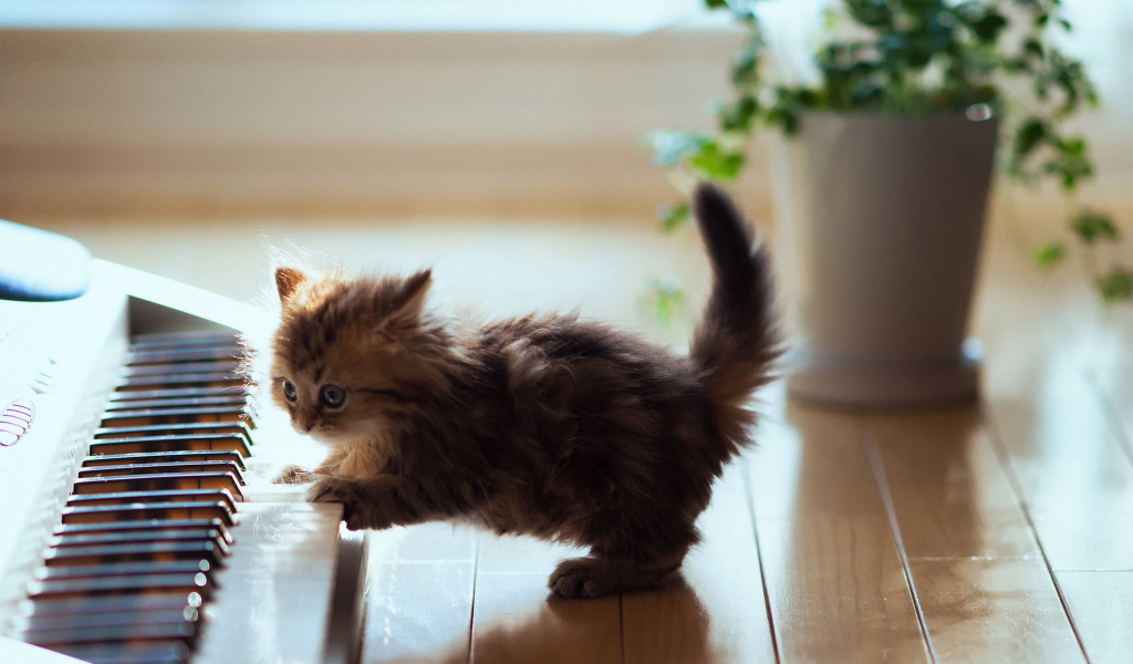 Котенок музыкант